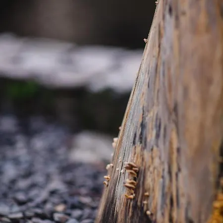 Отель Kolyba Opryshkiv Nizhneye Selishche