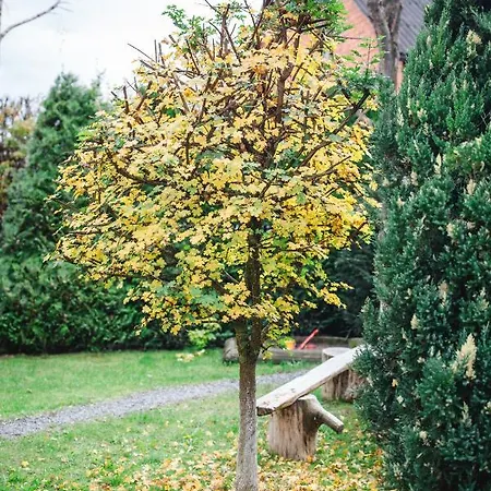 Kolyba Opryshkiv Nizhneye Selishche